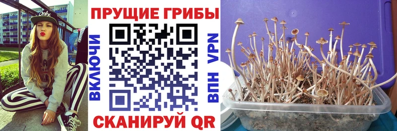 мориарти наркотические препараты  Кочубеевское  Галлюциногенные грибы Magic Shrooms 